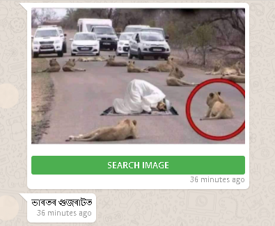 Lion gujarat whatsapp.png